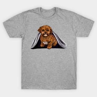 cavalier King Charles spaniel Under cover2 Cavapoochon Cavapoo Cavoodle - Lucky the cute  cavalier King Charles spaniel Bichon frise T-Shirt